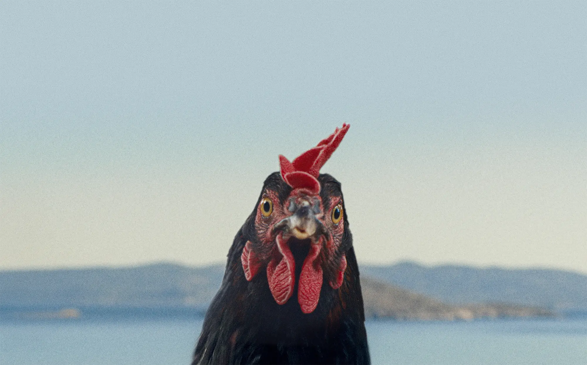 Hen storia di una gallina - al Fronte del Porto Padova in versione originale