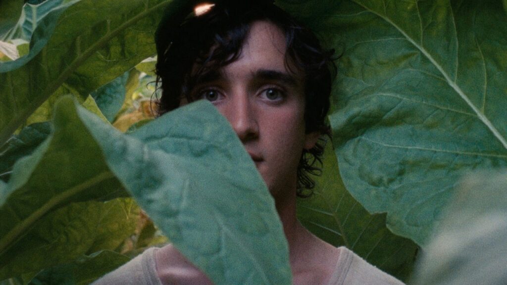 lazzaro felice